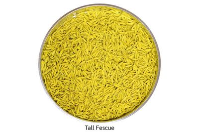Smith Seed Titan Rx Turf-Type Tall Fescue