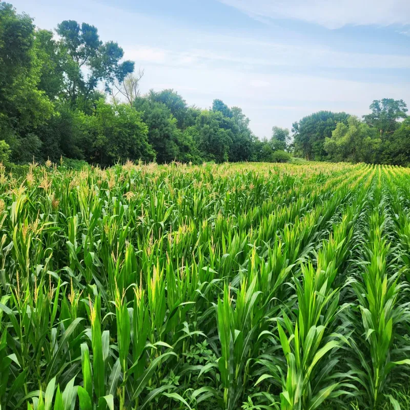 Glyphosate Tolerant Dwarf Corn Seed