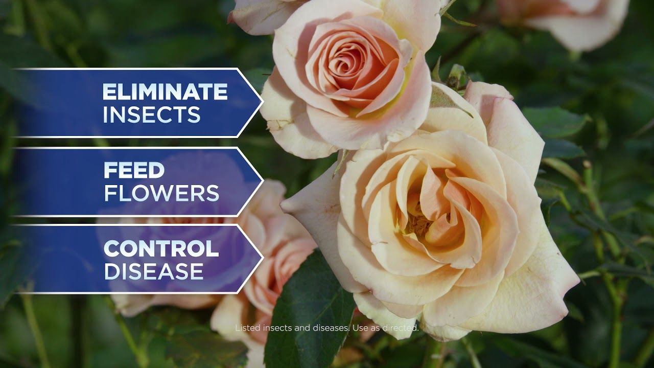 BioAdvanced 9-14-9 All-In-One Rose and Flower Care Concentrate