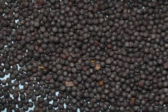 Wetsel Seed™ Trophy Rape Seed