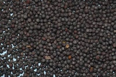 Wetsel Seed™ Trophy Rape Seed Wetsel Seed™ Trophy Rape Seed