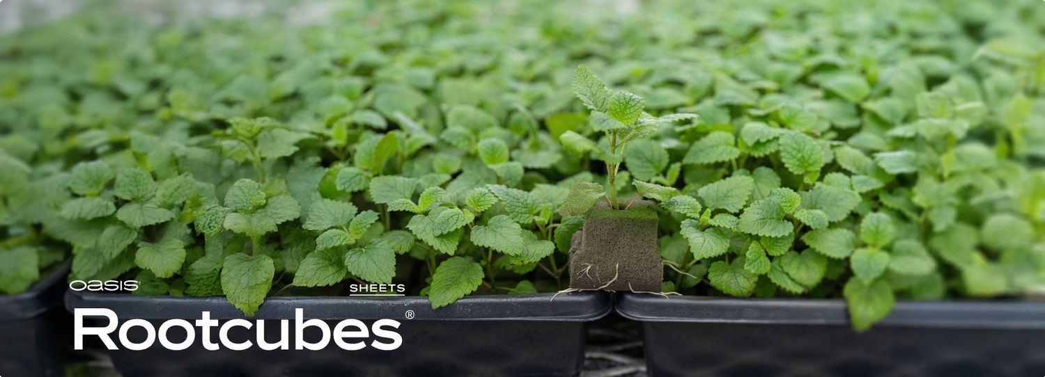 Oasis Rootcubes 1.5 in Medium Cubes (5015) 50/Sheet, Case of 20 Sheets