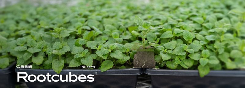 Oasis Rootcubes 1.5 in Medium Cubes (5015) 50/Sheet, Case of 20 Sheets
