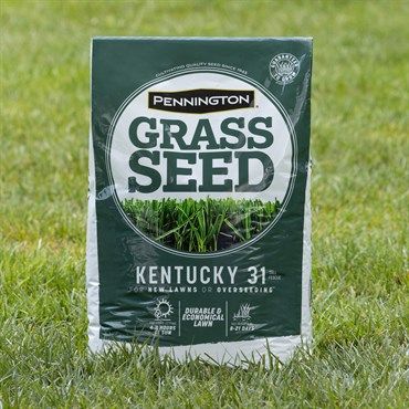 Pennington® Kentucky 31 Tall Fescue Grass Seed