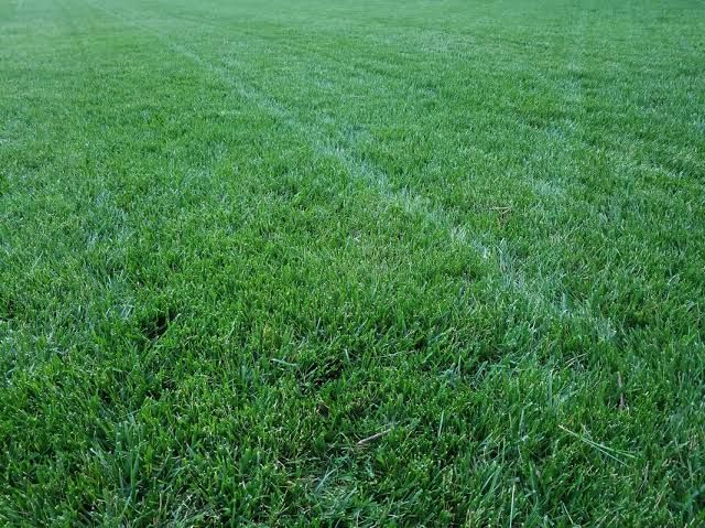 Rhizing Moon Turf-Type Tall Fescue Seed