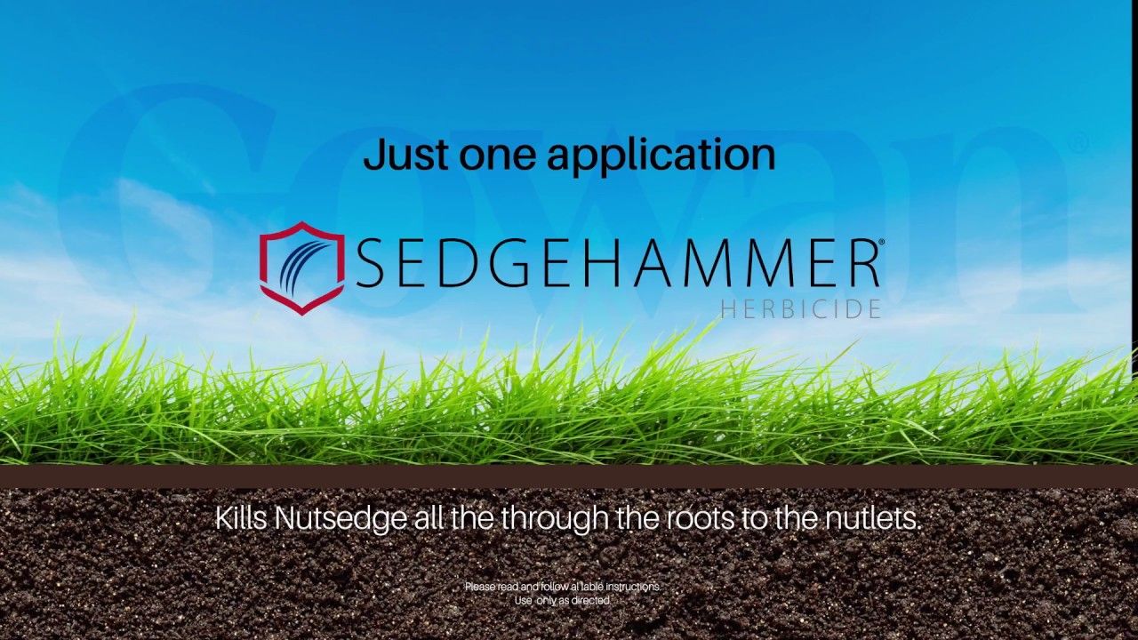 Gowan Sedgehammer