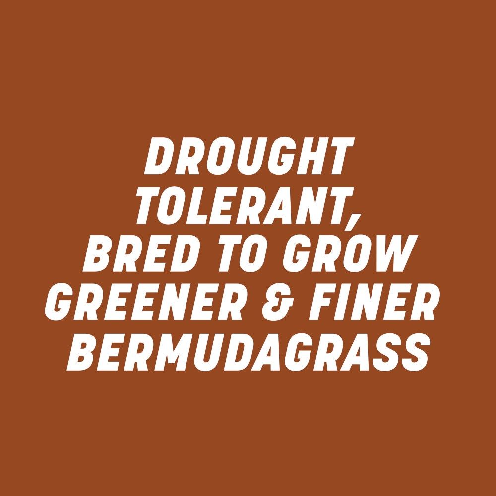 Pennington® Sahara II Bermudagrass Grass Seed