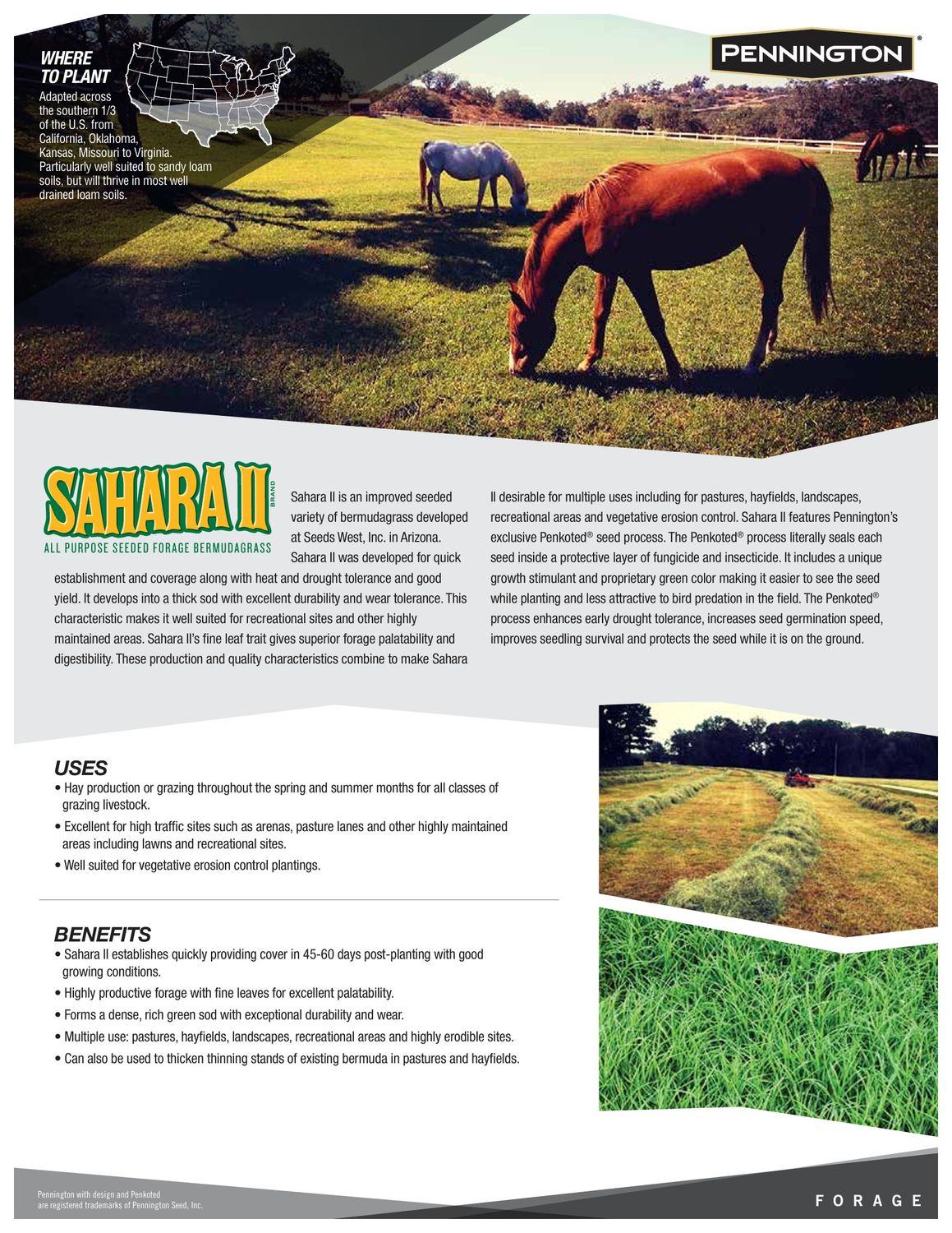 Pennington® Sahara II Bermudagrass Grass Seed