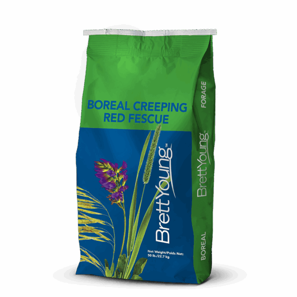 Boreal Creeping Red Fescue Seed