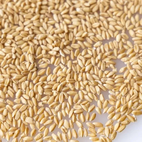 Wetsel Seed™ Brown Top Millet