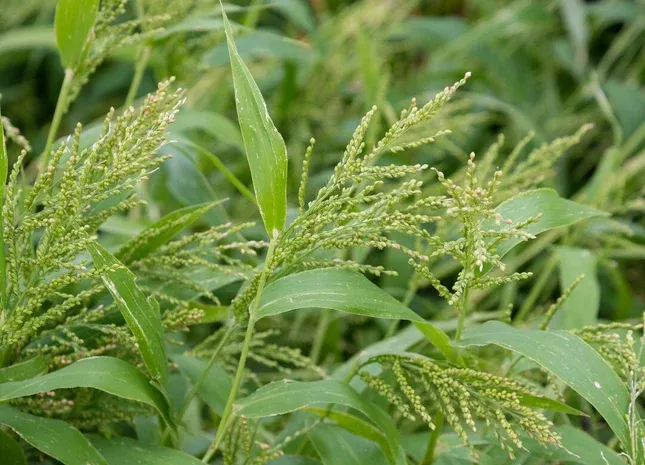 Wetsel Seed™ Brown Top Millet
