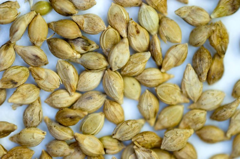Wetsel Seed™ Brown Top Millet