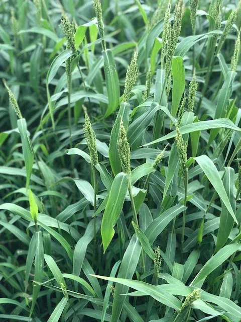 Wetsel Seed™ Brown Top Millet