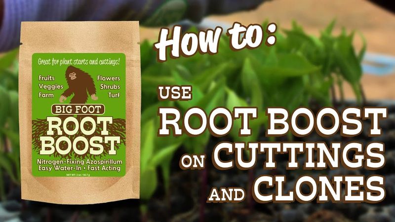 Big Foot™ Root Boost Nitrogen-Fixing Azospirillum