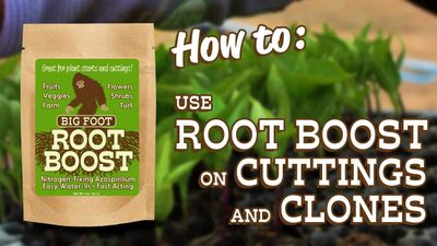 Big Foot™ Root Boost Nitrogen-Fixing Azospirillum