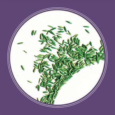 Pennington® Smart Seed® Dense Shade Grass Seed &amp; Fertilizer Mix