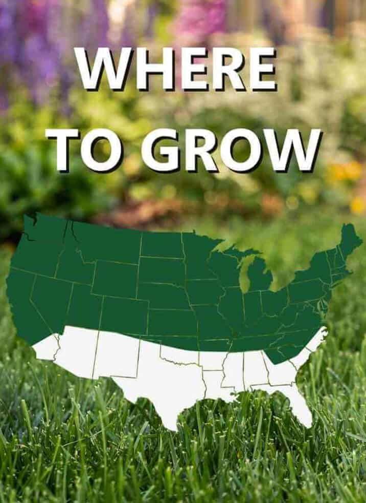 Jonathan Green® Black Beauty™ Dense Shade Grass Seed Mix