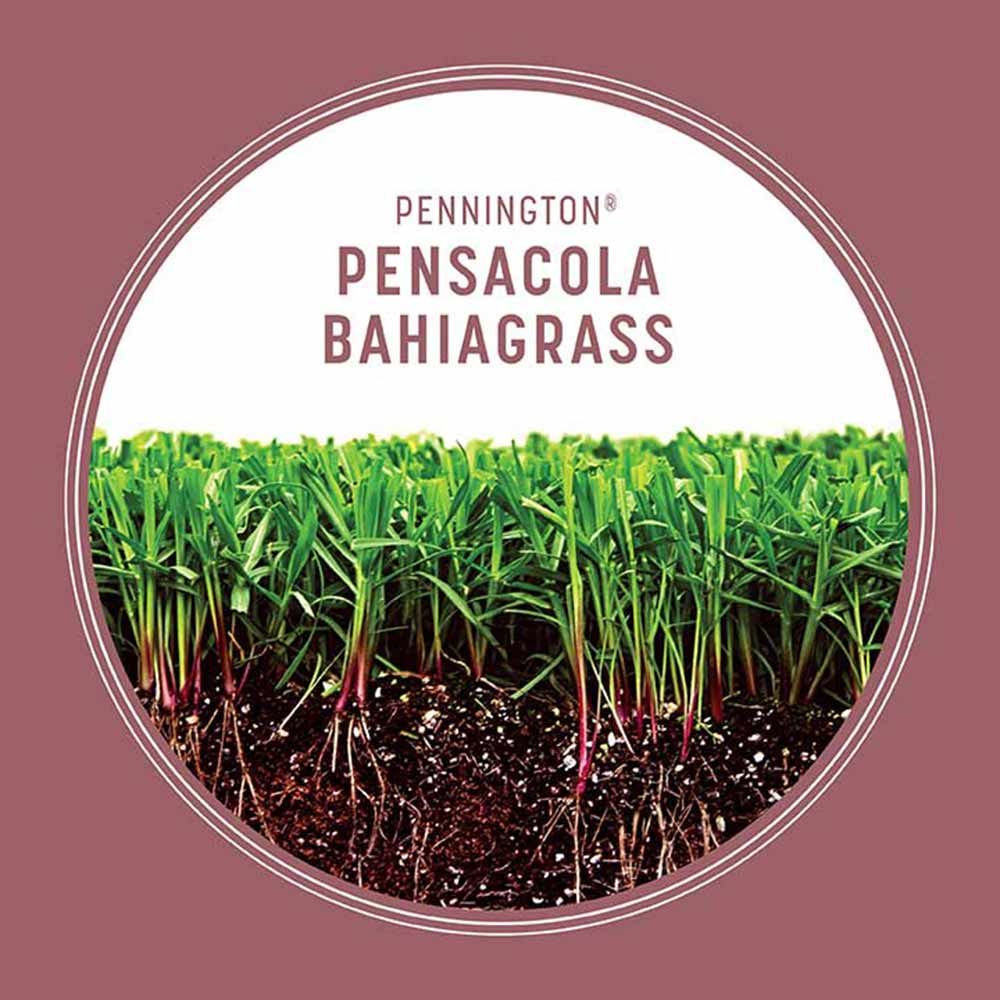 Pennington® Pensacola Bahiagrass Grass Seed