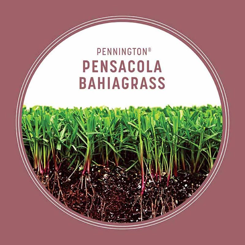 Pennington® Pensacola Bahiagrass Grass Seed