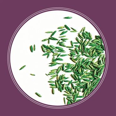 Pennington® The Rebels® Shady Lawn Grass Seed Blend