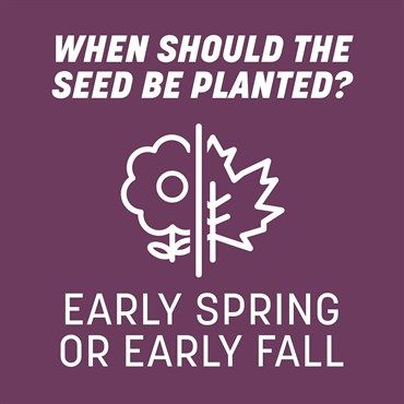 Pennington® The Rebels® Shady Lawn Grass Seed Blend