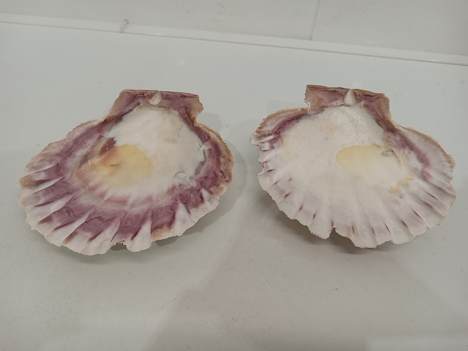 2 Piece Large Natural Shells - 5.5&quot;x5.5&quot;