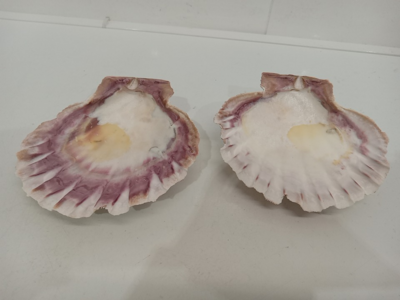 2 Piece Large Natural Shells - 5.5&quot;x5.5&quot;