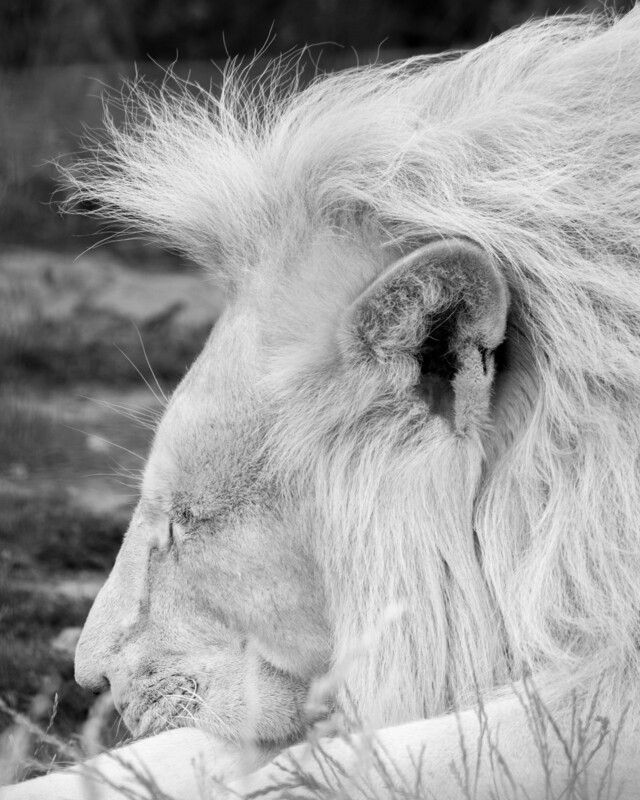 White Lion Print