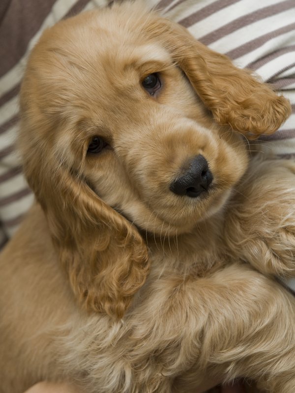 Golden Puppy Print