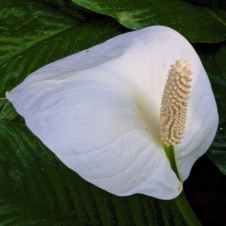 JZ 001075 Peace Lily - Victoria Herring