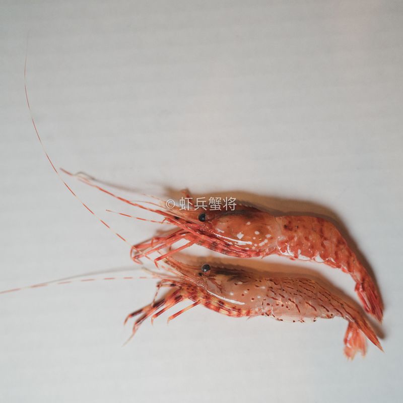 Coonstripe shrimp| 芝麻虾|条纹虾|小花虾