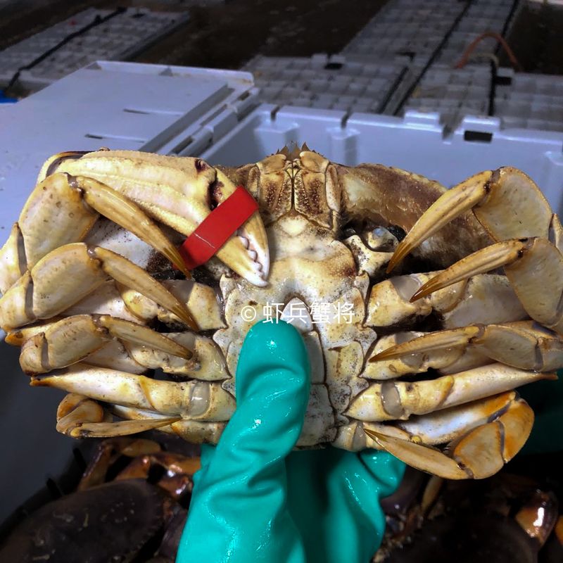 Dungeness Crab 珍宝蟹 |温哥华大蟹｜缺脚, 单钳（1.4-1.8 lb）