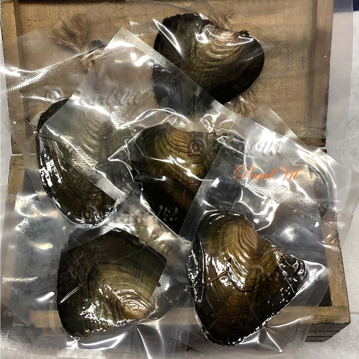 10 Mix Freshwater Oysters Each With 67mm Round Pearl