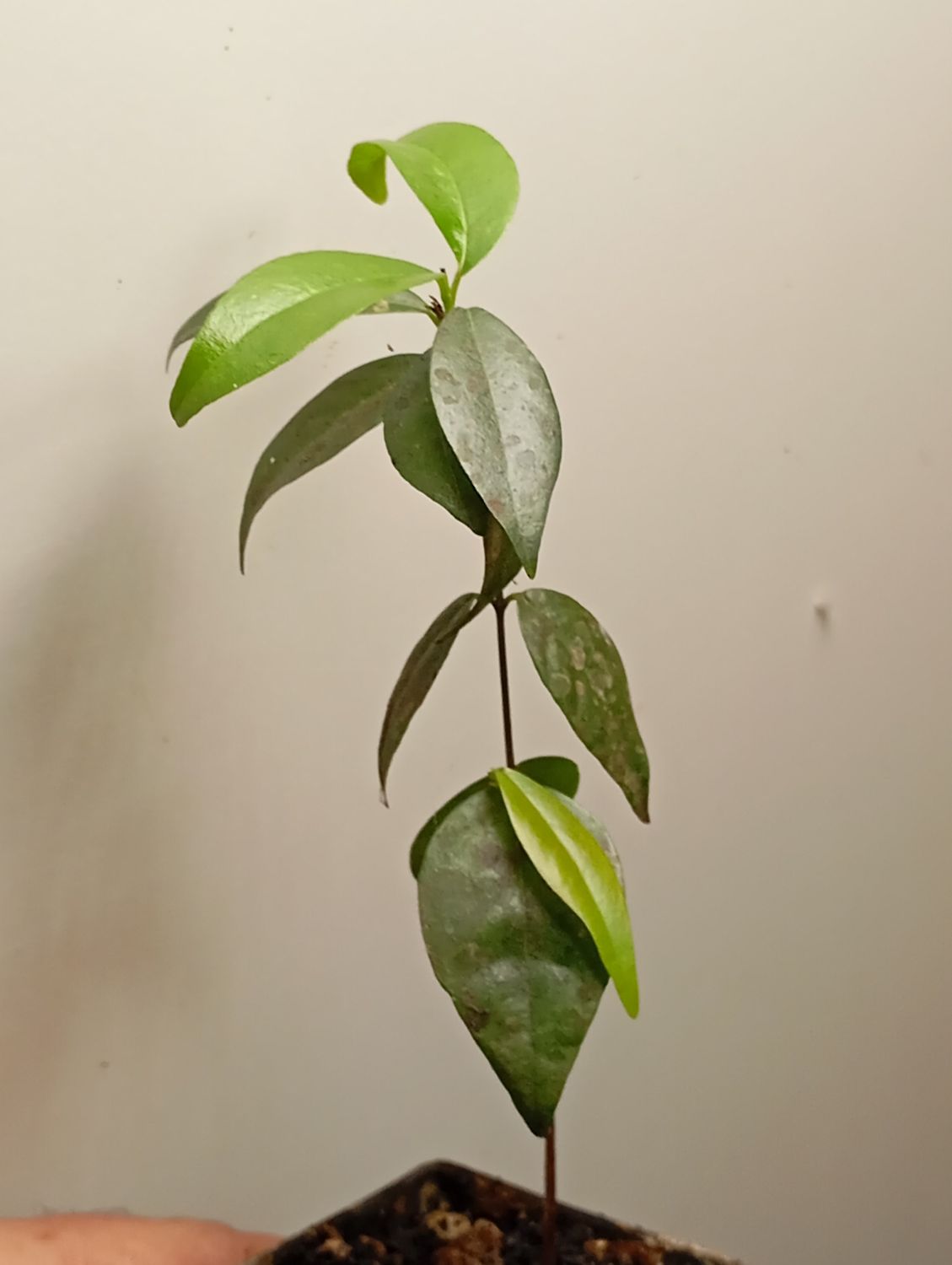 Red pitanga