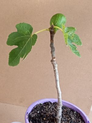 Figs