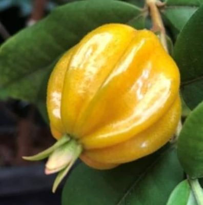Eugenia