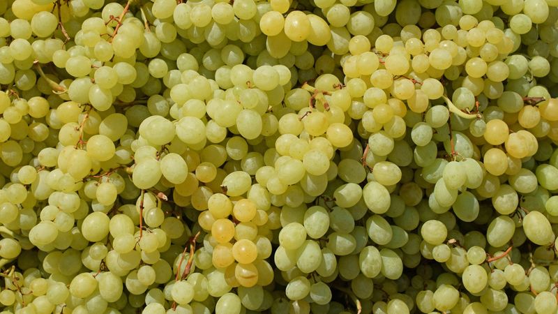 Dawn Seedless Grapes