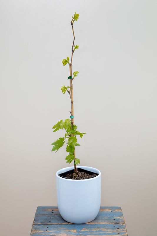 Perlette grapes
