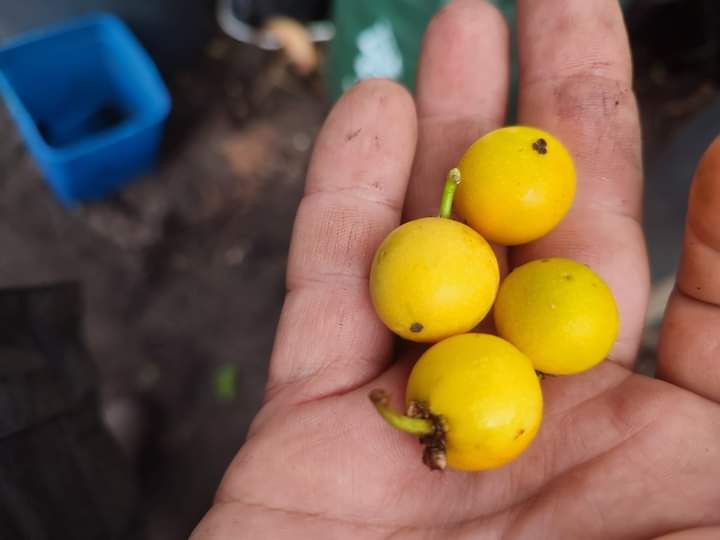 Lemon Drop Mangosteen (Garcinia intermedia)