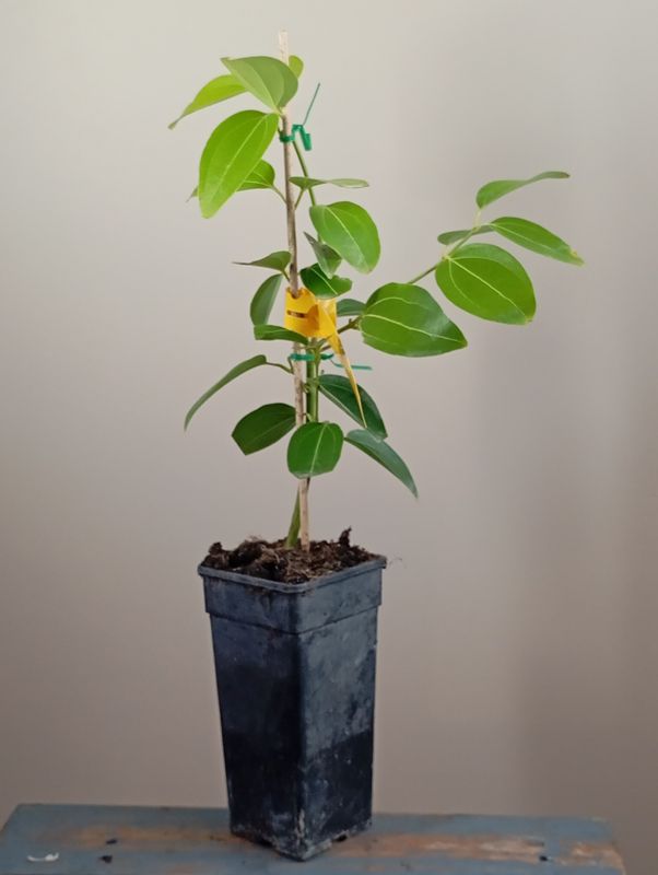 Cinnamon Tree