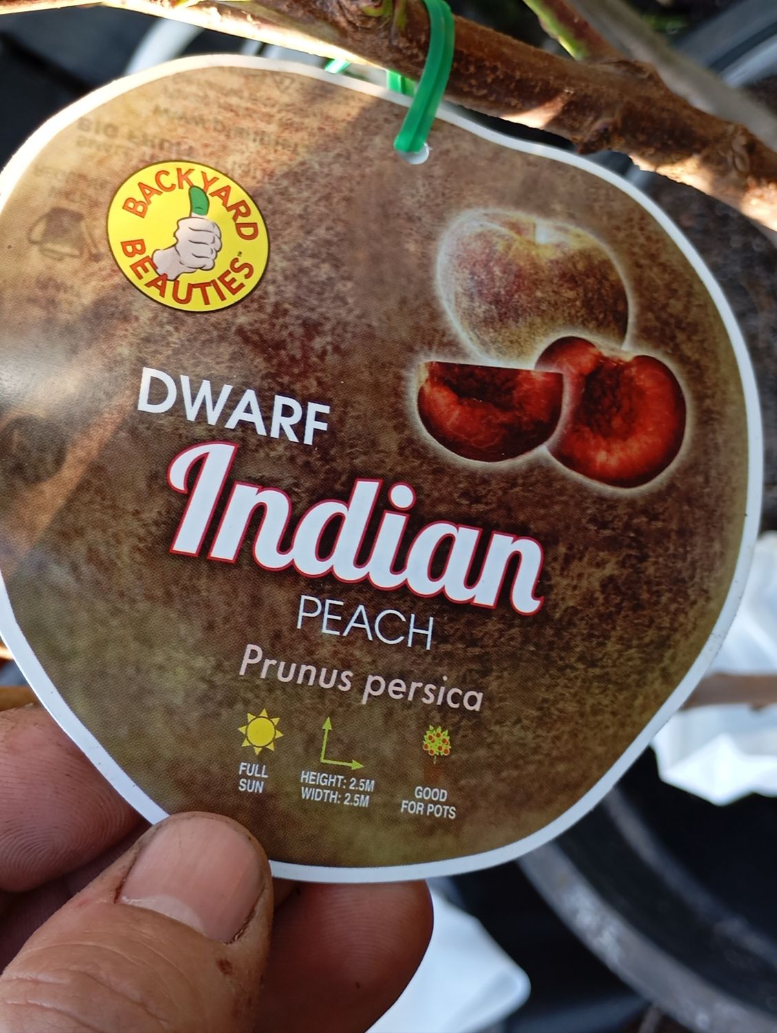 Indian Peach, Blackboy