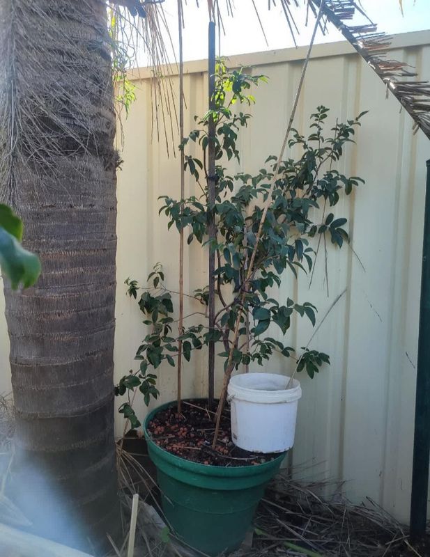 Grimal Jaboticaba mature