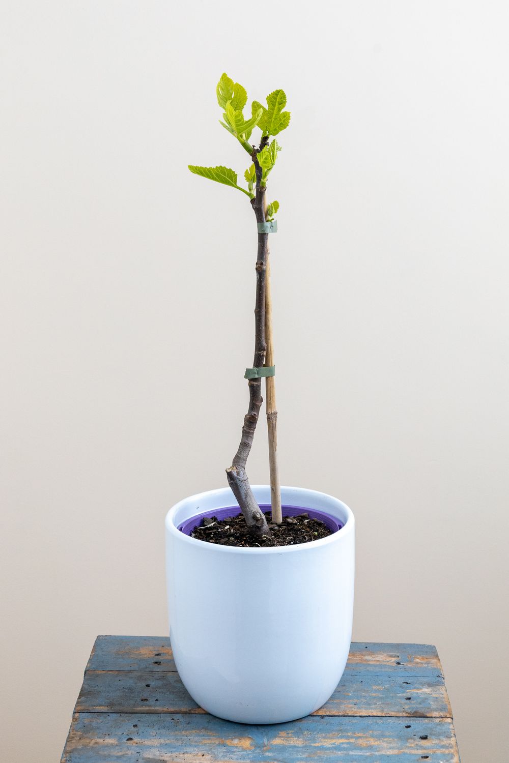 Strawberry Kungasava white  Fig