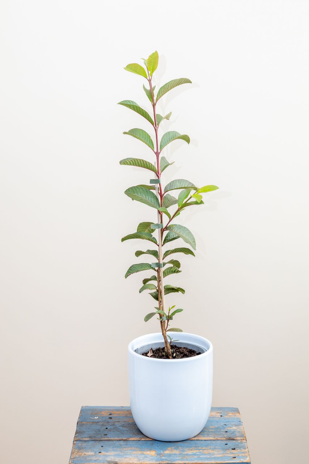 Indian Guava