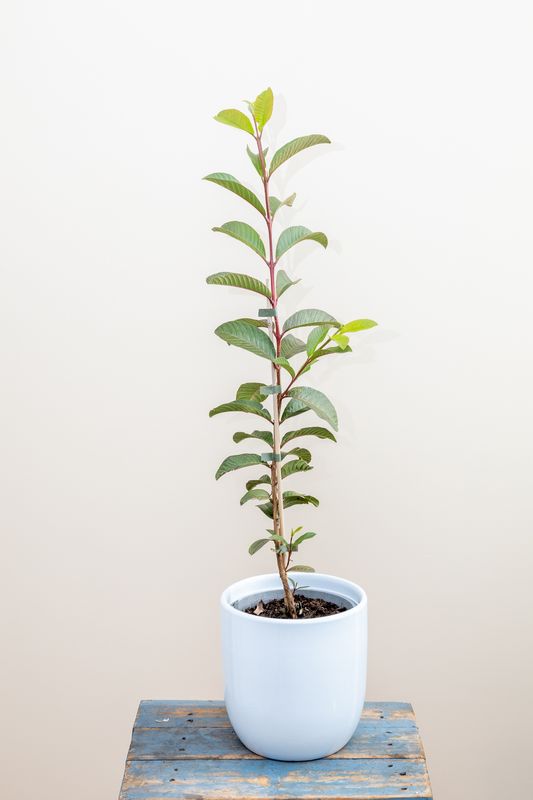 Indian Guava