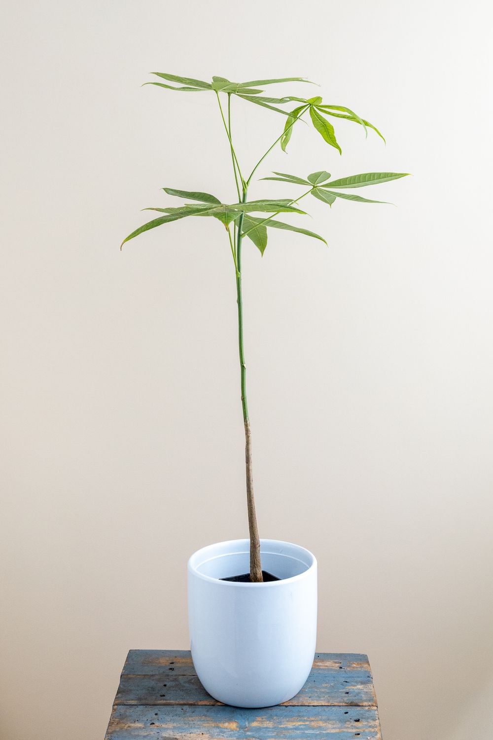 Malabar Chestnut, Panchira, money tree, Saba 