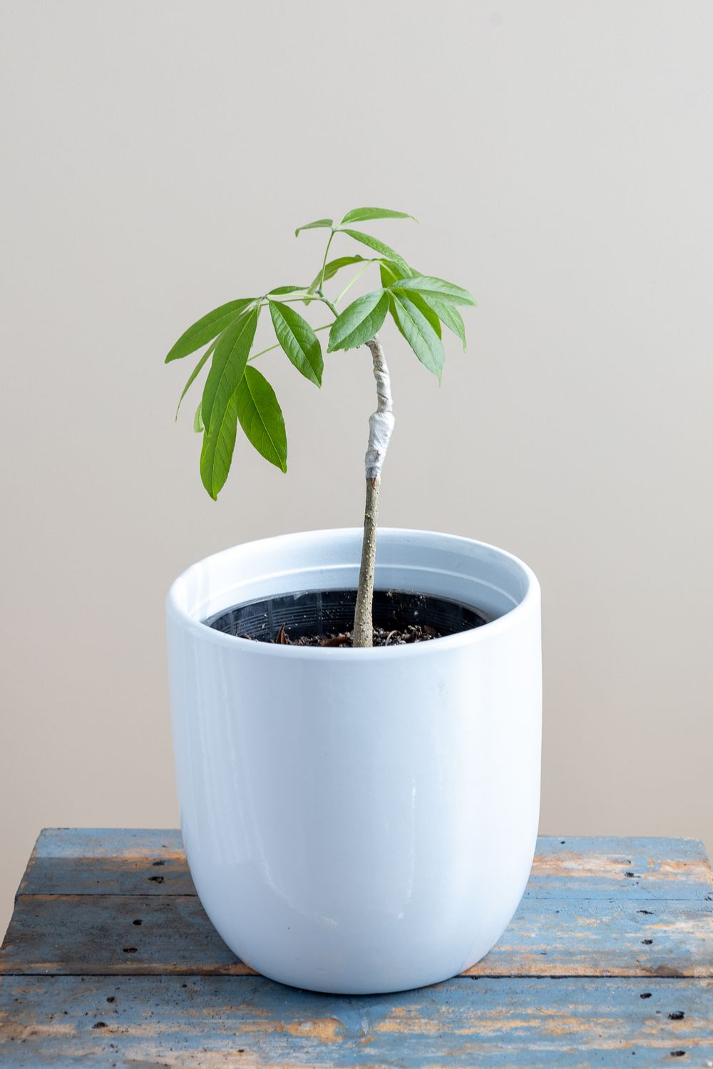 White Sapote Grafted