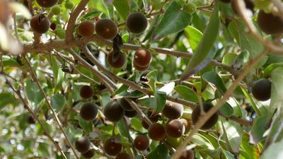 Ceylon Gooseberry