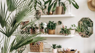 Indoor Plants