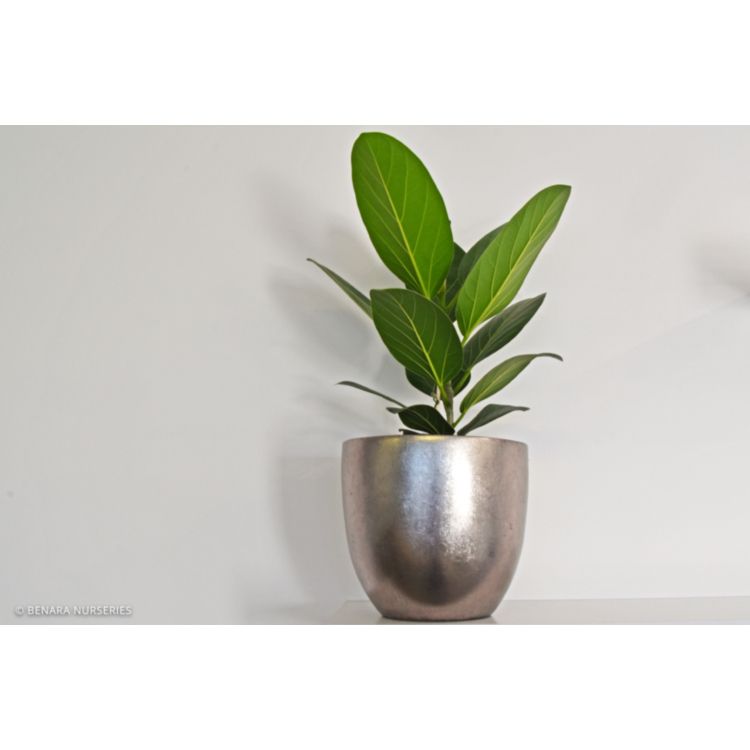 Banyan Fig